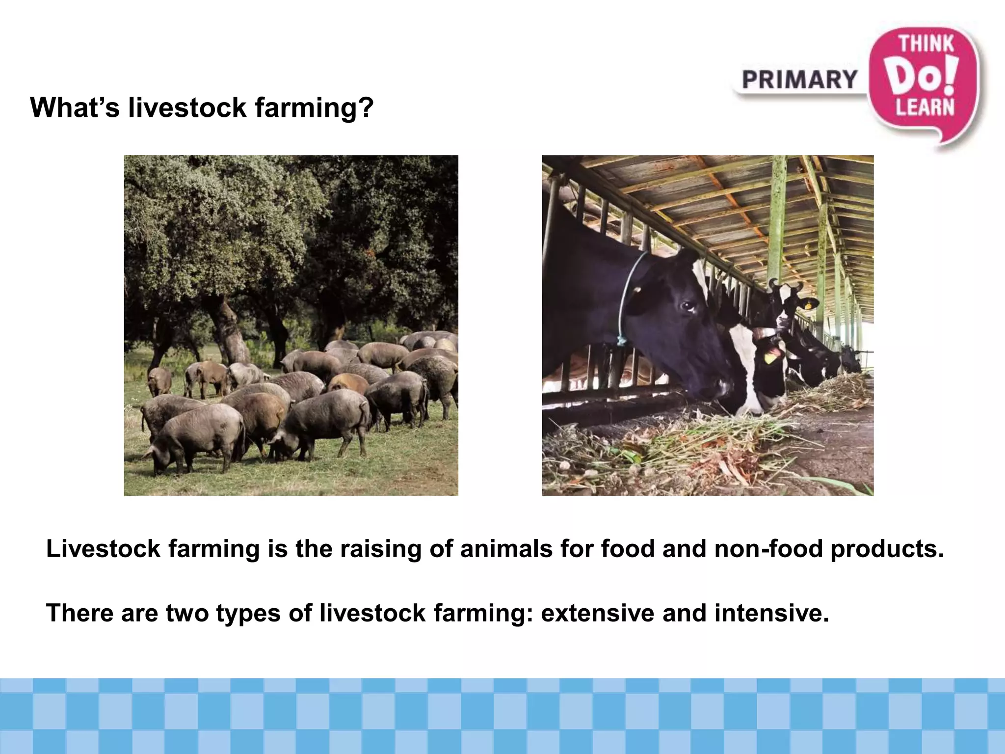 Livestock farming is the raising of animals for food and non-food products.
What’s livestock farming?
There are two types of livestock farming: extensive and intensive.
 