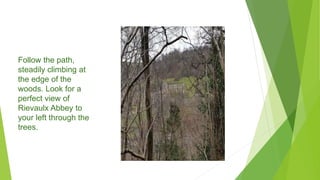 Follow the path,
steadily climbing at
the edge of the
woods. Look for a
perfect view of
Rievaulx Abbey to
your left through the
trees.
 