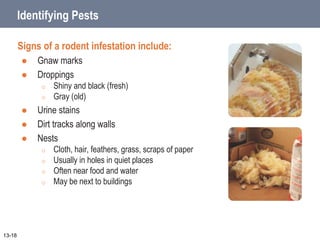 Identifying Pests
Signs of a rodent infestation include:
 Gnaw marks
 Droppings
o Shiny and black (fresh)
o Gray (old)
 Urine stains
 Dirt tracks along walls
 Nests
o Cloth, hair, feathers, grass, scraps of paper
o Usually in holes in quiet places
o Often near food and water
o May be next to buildings
13-18
 
