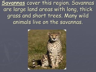 Savannas cover this region. Savannas
are large land areas with long, thick
grass and short trees. Many wild
animals live on the savannas.
 