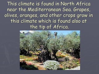 This climate is found in North Africa
near the Mediterranean Sea. Grapes,
olives, oranges, and other crops grow in
this climate which is found also at
the tip of Africa.
 