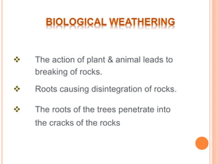 How Animas Break The Rocks Weathering Of Rocks | PPTX