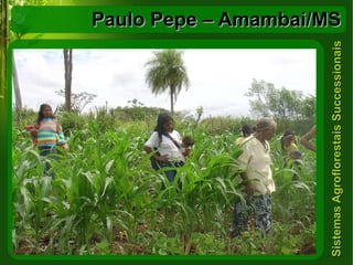 Paulo Pepe – Amambai/MS 