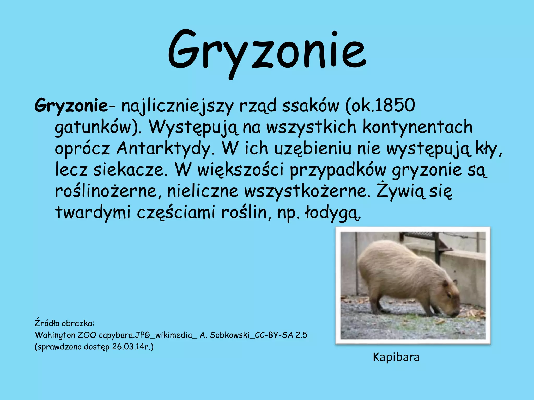 Zwierzęta Roślinożerne Mięsożerne Wszystkożerne Klasa 3