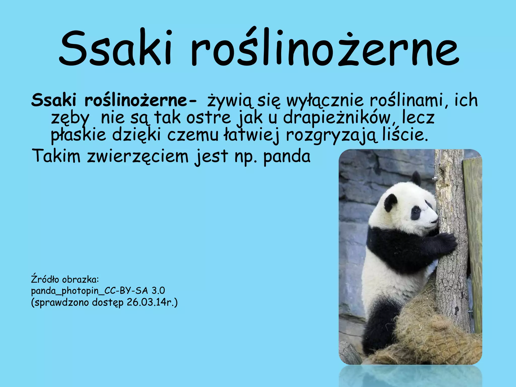 Zwierzęta Roślinożerne Mięsożerne Wszystkożerne Klasa 3