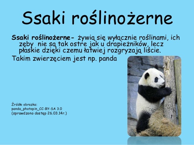 Ssaki
