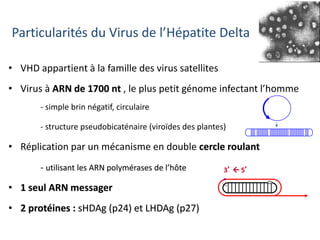 Particularités du Virus de l’Hépatite Delta
• VHD appartient à la famille des virus satellites
• Virus à ARN de 1700 nt , le plus petit génome infectant l’homme
- simple brin négatif, circulaire
- structure pseudobicaténaire (viroïdes des plantes)
• Réplication par un mécanisme en double cercle roulant
- utilisant les ARN polymérases de l’hôte
• 1 seul ARN messager
• 2 protéines : sHDAg (p24) et LHDAg (p27)
 