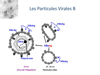Les Particules Virales B
Virus de l’hépatite B
42 nm
Particules vides
19 - 22 nm
DNA
HBcAg
Polymerase
sHDAg LHDAg
HBsAg
L
M
S
HBsAg
L
M
S
HBsAg
Delta RNA
Rz
L
M
S
HBsAg
M
S HBsAg
 
