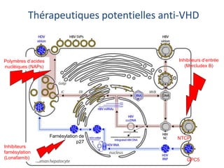 NTCP
GPC5
Thérapeutiques potentielles anti-VHD
Farnésylation de
p27
Inhibiteurs d’entrée
(Myrcludex B)
Polymères d’acides
nucléiques (NAPs)
Inhibiteurs
farnésylation
(Lonafarnib)
 