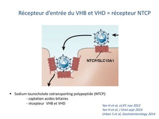 Récepteur d’entrée du VHB et VHD = récepteur NTCP
 Sodium taurocholate cotransporting polypeptide (NTCP):
- captation acides biliaires
- récepteur VHB et VHD
Yan H et al, eLIFE nov 2012
Yan H et al, J Virol sept 2014
Urban S et al, Gastroenterology 2014
 