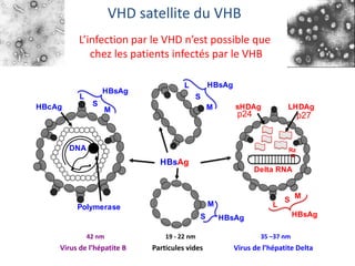 35 –37 nm
Virus de l’hépatite DeltaVirus de l’hépatite B
42 nm
Particules vides
19 - 22 nm
DNA
HBcAg
Polymerase
sHDAg LHDAg
HBsAg
L
M
S
HBsAg
L
M
S
HBsAg
Delta RNA
Rz
L
M
S
HBsAg
M
S HBsAg
p24 p27
VHD satellite du VHB
L’infection par le VHD n’est possible que
chez les patients infectés par le VHB
 