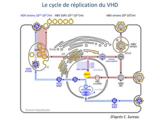 MVB
HBV mRNAs
HBV
cccDNA
reverse
transcription
Golgi
HDV RNA
ER
HBV
NC
human hepatocyte
nucleus
DNA
HBV
virion
HDV
virion
RNA
IC
SVPs
HDV
RNP
HDV
RNP
AAAA
AAAAA
AAAAA
AAAAA
AAAAA
AAAAA
AAAAA
AAAAA
HDV virions 1010-1011/ml HBV virions 108-109/mlHBV SVPs 1012-1013/ml
Pol-II
Le cycle de réplication du VHD
D’après C. Sureau
 