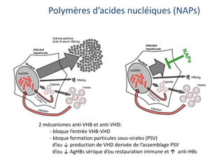 Polymères d’acides nucléiques (NAPs)
2 mécanismes anti-VHB et anti-VHD:
- bloque l’entrée VHB-VHD
- bloque formation particules sous-virales (PSV)
d’ou ↓ production de VHD derivée de l’assemblage PSV
d’ou ↓ AgHBs sérique d’ou restauration immune et  anti-HBs
 