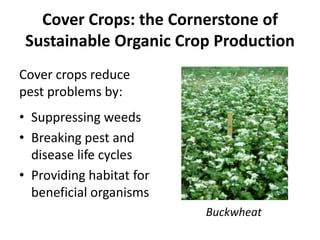 Cover Crops: the Cornerstone of
Sustainable Organic Crop Production
Cover crops reduce
pest problems by:
• Suppressing weeds
• Breaking pest and
disease life cycles
• Providing habitat for
beneficial organisms
Buckwheat

 