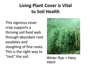 Living Plant Cover is Vital
to Soil Health
This vigorous cover
crop supports a
thriving soil food web
through abundant root
exudates and
sloughing of fine roots.
This is the right way to
“rest” the soil.
Winter Rye + Hairy
Vetch

 