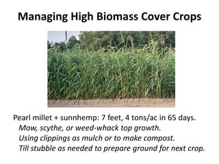 Managing High Biomass Cover Crops

Pearl millet + sunnhemp: 7 feet, 4 tons/ac in 65 days.
Mow, scythe, or weed-whack top growth.
Using clippings as mulch or to make compost.
Till stubble as needed to prepare ground for next crop.

 