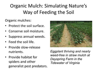 Organic Mulch: Simulating Nature’s
Way of Feeding the Soil
Organic mulches:
• Protect the soil surface.
• Conserve soil moisture.
• Suppress annual weeds.
• Feed the soil life.
• Provide slow-release
nutrients.
• Provide habitat for
spiders and other
generalist pest predators.

Eggplant thriving and nearly
weed-free in straw mulch at
Dayspring Farm in the
Tidewater of Virginia

 