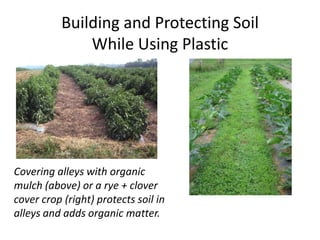Building and Protecting Soil
While Using Plastic

Covering alleys with organic
mulch (above) or a rye + clover
cover crop (right) protects soil in
alleys and adds organic matter.

 