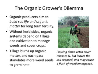 The Organic Grower’s Dilemma
• Organic producers aim to
build soil life and organic
matter for long term fertility.
• Without herbicides, organic
systems depend on tillage
and cultivation to manage
weeds and cover crops.
• Tillage burns up organic
matter, and each pass
stimulates more weed seeds
to germinate.

Plowing down vetch cover
releases N, but leaves the
soil exposed, and may cause
a flush of weed emergence.

 