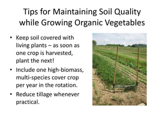 Tips for Maintaining Soil Quality
while Growing Organic Vegetables
• Keep soil covered with
living plants – as soon as
one crop is harvested,
plant the next!
• Include one high-biomass,
multi-species cover crop
per year in the rotation.
• Reduce tillage whenever
practical.

 