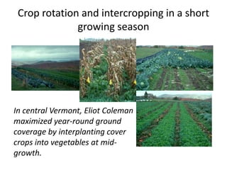 Crop rotation and intercropping in a short
growing season

In central Vermont, Eliot Coleman
maximized year-round ground
coverage by interplanting cover
crops into vegetables at midgrowth.

 