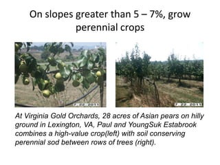 On slopes greater than 5 – 7%, grow
perennial crops

At Virginia Gold Orchards, 28 acres of Asian pears on hilly
ground in Lexington, VA, Paul and YoungSuk Estabrook
combines a high-value crop(left) with soil conserving
perennial sod between rows of trees (right).

 