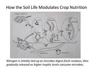 How the Soil Life Modulates Crop Nutrition

Nitrogen is initially tied up as microbes digest fresh residues, then
gradually released as higher trophic levels consume microbes.

 