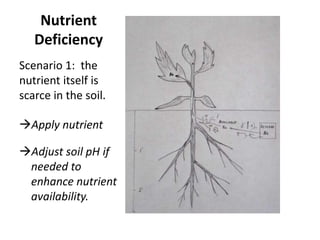 Nutrient
Deficiency
Scenario 1: the
nutrient itself is
scarce in the soil.
Apply nutrient
Adjust soil pH if
needed to
enhance nutrient
availability.

 