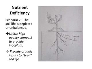 Nutrient
Deficiency
Scenario 2: The
soil life is depleted
or unbalanced.
Utilize high
quality compost
to provide
inoculum.
 Provide organic
inputs to “feed”
soil life.

 