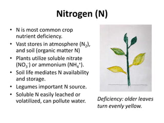 Nitrogen (N)
• N is most common crop
nutrient deficiency.
• Vast stores in atmosphere (N2),
and soil (organic matter N)
• Plants utilize soluble nitrate
(NO3-) or ammonium (NH4+).
• Soil life mediates N availability
and storage.
• Legumes important N source.
• Soluble N easily leached or
volatilized, can pollute water.

Deficiency: older leaves
turn evenly yellow.

 