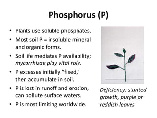 Phosphorus (P)
• Plants use soluble phosphates.
• Most soil P = insoluble mineral
and organic forms.
• Soil life mediates P availability;
mycorrhizae play vital role.
• P excesses initially “fixed,”
then accumulate in soil.
• P is lost in runoff and erosion,
can pollute surface waters.
• P is most limiting worldwide.

Deficiency: stunted
growth, purple or
reddish leaves

 