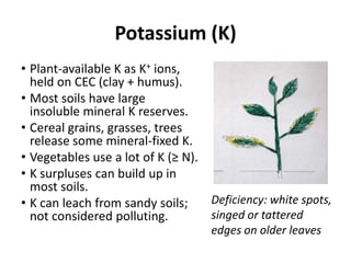 Potassium (K)
• Plant-available K as K+ ions,
held on CEC (clay + humus).
• Most soils have large
insoluble mineral K reserves.
• Cereal grains, grasses, trees
release some mineral-fixed K.
• Vegetables use a lot of K (≥ N).
• K surpluses can build up in
most soils.
Deficiency: white spots,
• K can leach from sandy soils;
singed or tattered
not considered polluting.
edges on older leaves

 