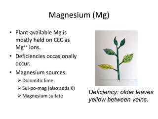 Magnesium (Mg)
• Plant-available Mg is
mostly held on CEC as
Mg++ ions.
• Deficiencies occasionally
occur.
• Magnesium sources:
 Dolomitic lime
 Sul-po-mag (also adds K)
 Magnesium sulfate

Deficiency: older leaves
yellow between veins.

 