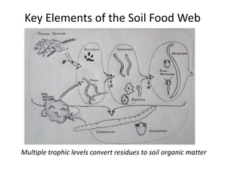 Key Elements of the Soil Food Web

Multiple trophic levels convert residues to soil organic matter

 