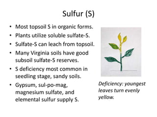 Sulfur (S)
•
•
•
•

Most topsoil S in organic forms.
Plants utilize soluble sulfate-S.
Sulfate-S can leach from topsoil.
Many Virginia soils have good
subsoil sulfate-S reserves.
• S deficiency most common in
seedling stage, sandy soils.
Deficiency: youngest
• Gypsum, sul-po-mag,
leaves turn evenly
magnesium sulfate, and
yellow.
elemental sulfur supply S.

 