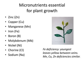 Micronutrients essential
for plant growth
•
•
•
•
•
•
•
•
•

Zinc (Zn)
Copper (Cu)
Manganese (Mn)
Iron (Fe)
Boron (B)
Molybdenum (Mb)
Nickel (Ni)
Chorine (Cl)
Sodium (Na)

Fe deficiency: youngest
leaves yellow between veins.
Mn, Cu, Zn deficiencies similar.

 