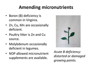 Amending micronutrients
• Boron (B) deficiency is
common in Virginia.
• Zn, Cu, Mn are occasionally
deficient.
• Poultry litter is Zn and Cu
source.
• Molybdenum occasionally
deficient in legumes.
• NOP allowed micronutrient
supplements are available.

Acute B deficiency:
distorted or damaged
growing points.

 