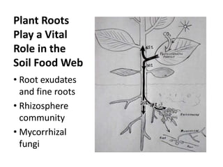 Plant Roots
Play a Vital
Role in the
Soil Food Web
• Root exudates
and fine roots
• Rhizosphere
community
• Mycorrhizal
fungi

 