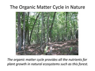 The Organic Matter Cycle in Nature

The organic matter cycle provides all the nutrients for
plant growth in natural ecosystems such as this forest.

 