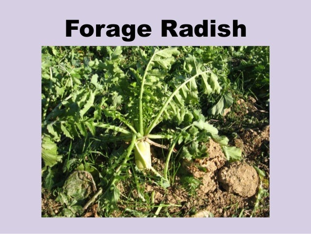 Organic Food Discussion Questions Organic Food Discussion Questions