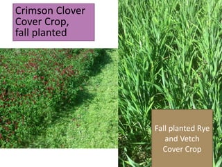 Fall planted Rye
and Vetch
Cover Crop
Crimson Clover
Cover Crop,
fall planted
 