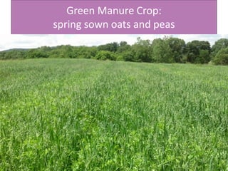 Green Manure Crop:
spring sown oats and peas
 
