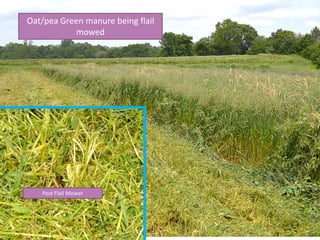 Oat/pea Green manure being flail
mowed
Post Flail Mower
 