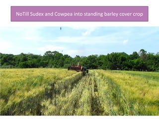 NoTill Sudex and Cowpea into standing barley cover crop
 