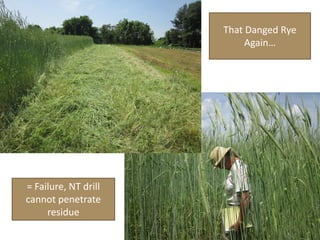 That Danged Rye
Again…
= Failure, NT drill
cannot penetrate
residue
 