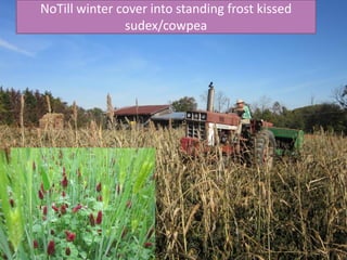 NoTill winter cover into standing frost kissed
sudex/cowpea
 