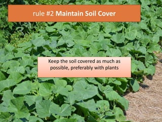 rule #2 Maintain Soil Cover
Keep the soil covered as much as
possible, preferably with plants
 