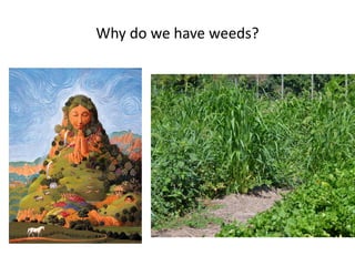Why do we have weeds?
 