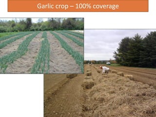 Garlic crop – 100% coverage
 