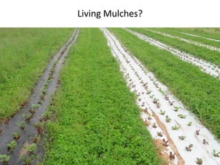 Living Mulches?
 